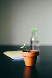 I’m terrible at growing anything, I’ve successfully rai