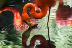 Pink flamingo