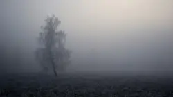 Frosty tree