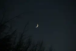 Quarter moon above the trees