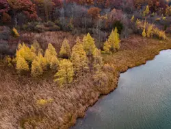 Green leafed trees near body of water