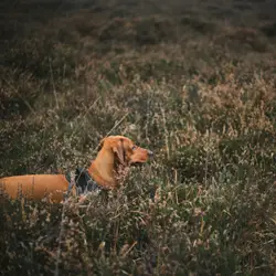 Short coated tan dog surrounded by grass