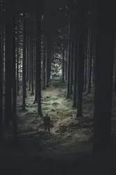 Skogen