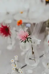 Selective focus photography of pink flower