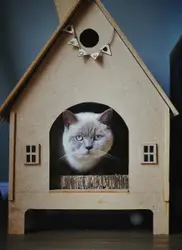 Britse korthaar kat, British Shorthair lilac point