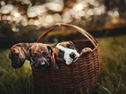Three puppies inside brown wicker basket