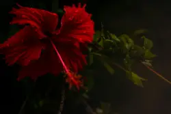 Red petaled flower