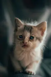 Selective focus photography of brown kitten