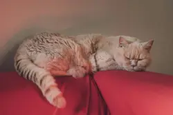 Brown tabby cat