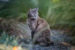 Ladybird, Garden Cat, Seattle