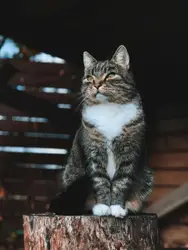 Macro photography of white and brown tabby cat on tree 