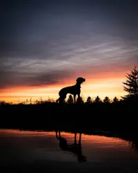 Silhouette of man standing on seashore during sunset