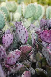 Purple and white flower buds