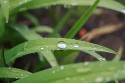 Tilt shift lens photography of green leaf with water