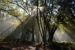 Forest with yellow sunlight