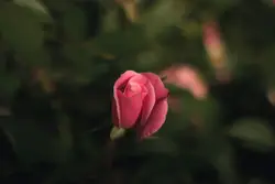 Lone pink rose