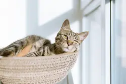 Whiskers kitten wildlife