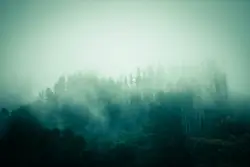 Foggy forest
