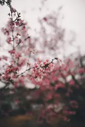 Cherry blossoms