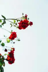 Red Rose In A Red Rose Is In A Red Rose