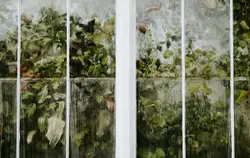 Green leaves pressed up against glasshouse