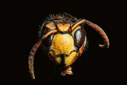 Brown insect