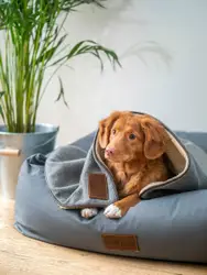 Brown short coated dog on gray textile