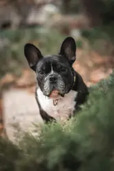 A French Bulldog happy!