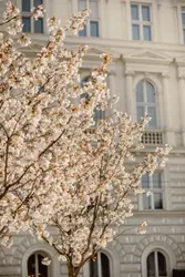 Cherry Trees in Salzburg / Austria. #cherry #tree #salz