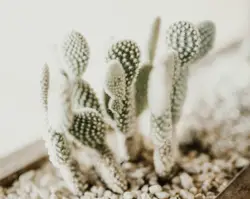 Apuntia microdasys