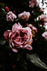 Pink rose
