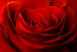 Red rose flower