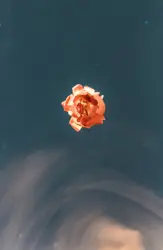 Taken at night with a slow shutter speed, the flower wa