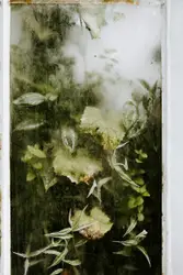 Framed plants