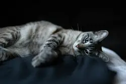Cat Laying On A Bed With A Blanket