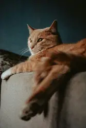 #cat #cats #catsofinstagram #instacat #instagramanet #i
