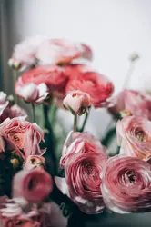 Pink and white roses in close up photography