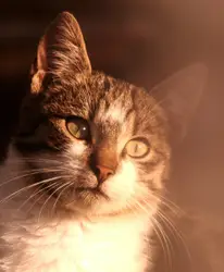 Cat face in sunlight
