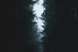 Gap between dark trees
