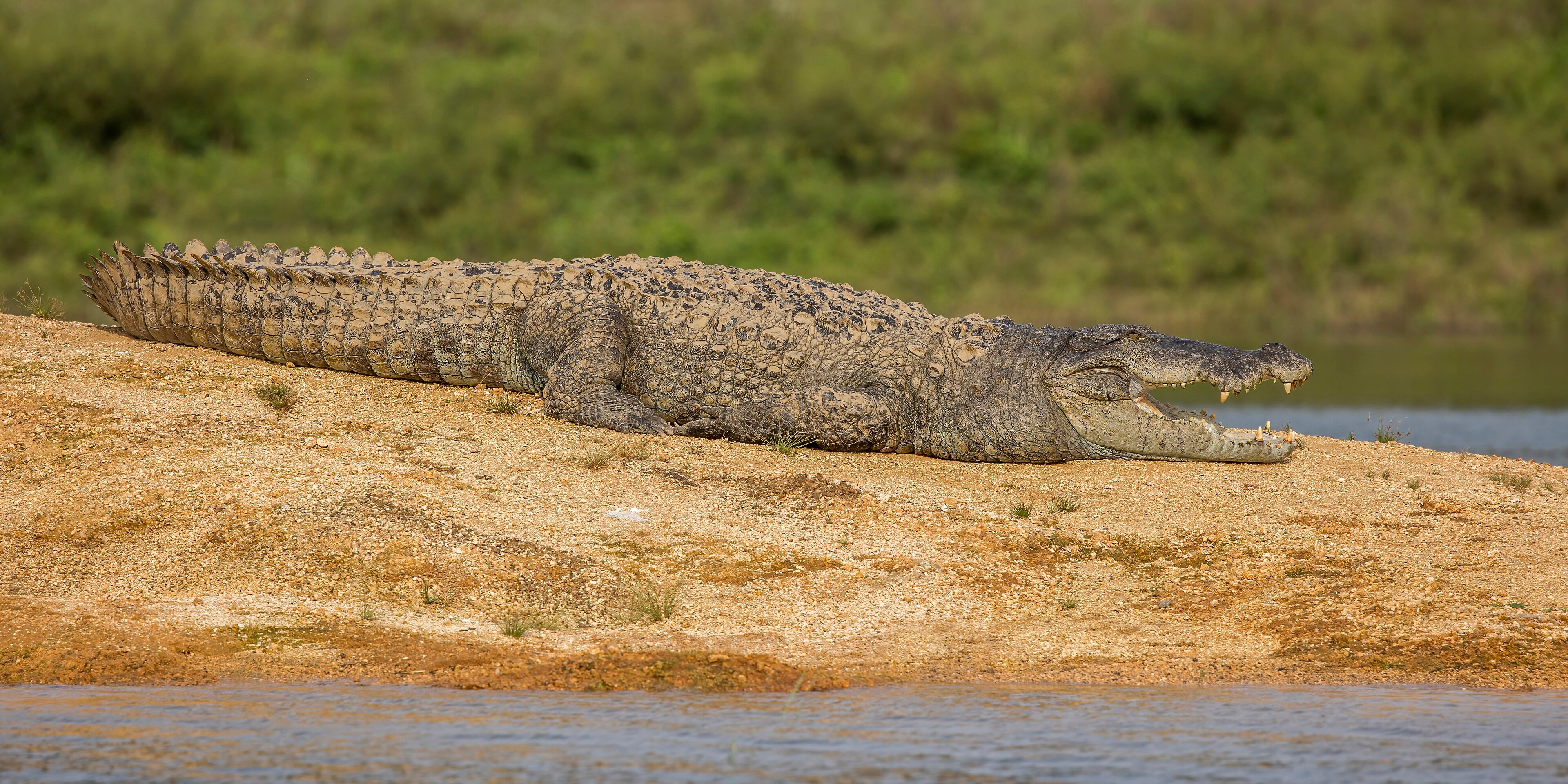 Large Animal Is Laying On A Rock