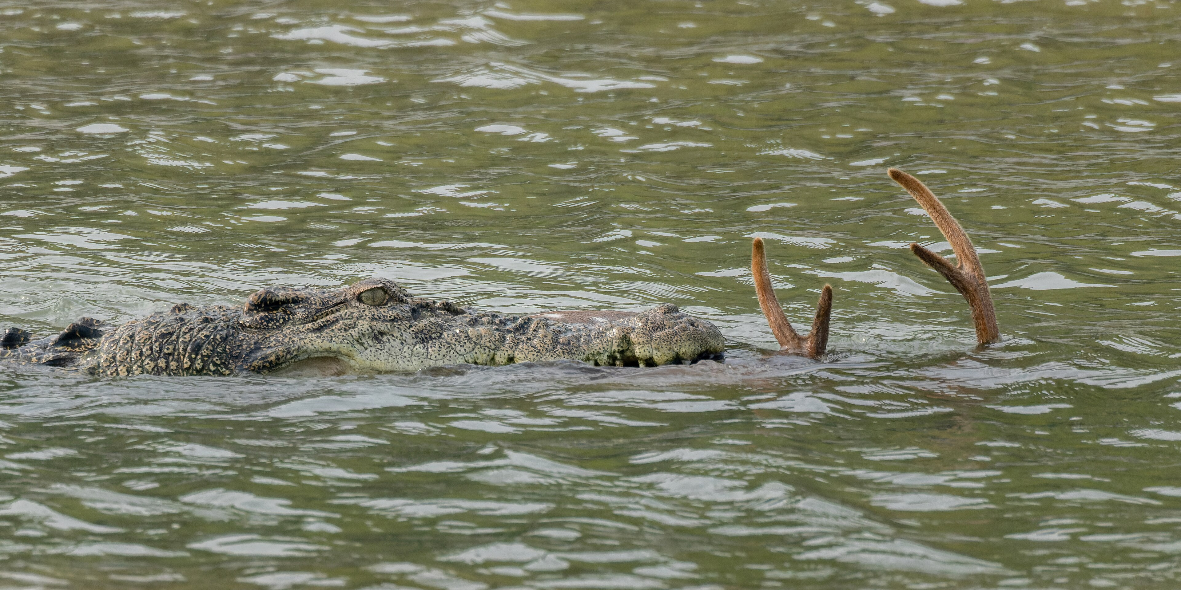 Large Bird Is Eating Some Water