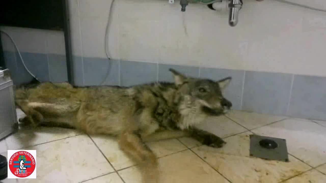 Dog Laying On The Ground Next To A Sink