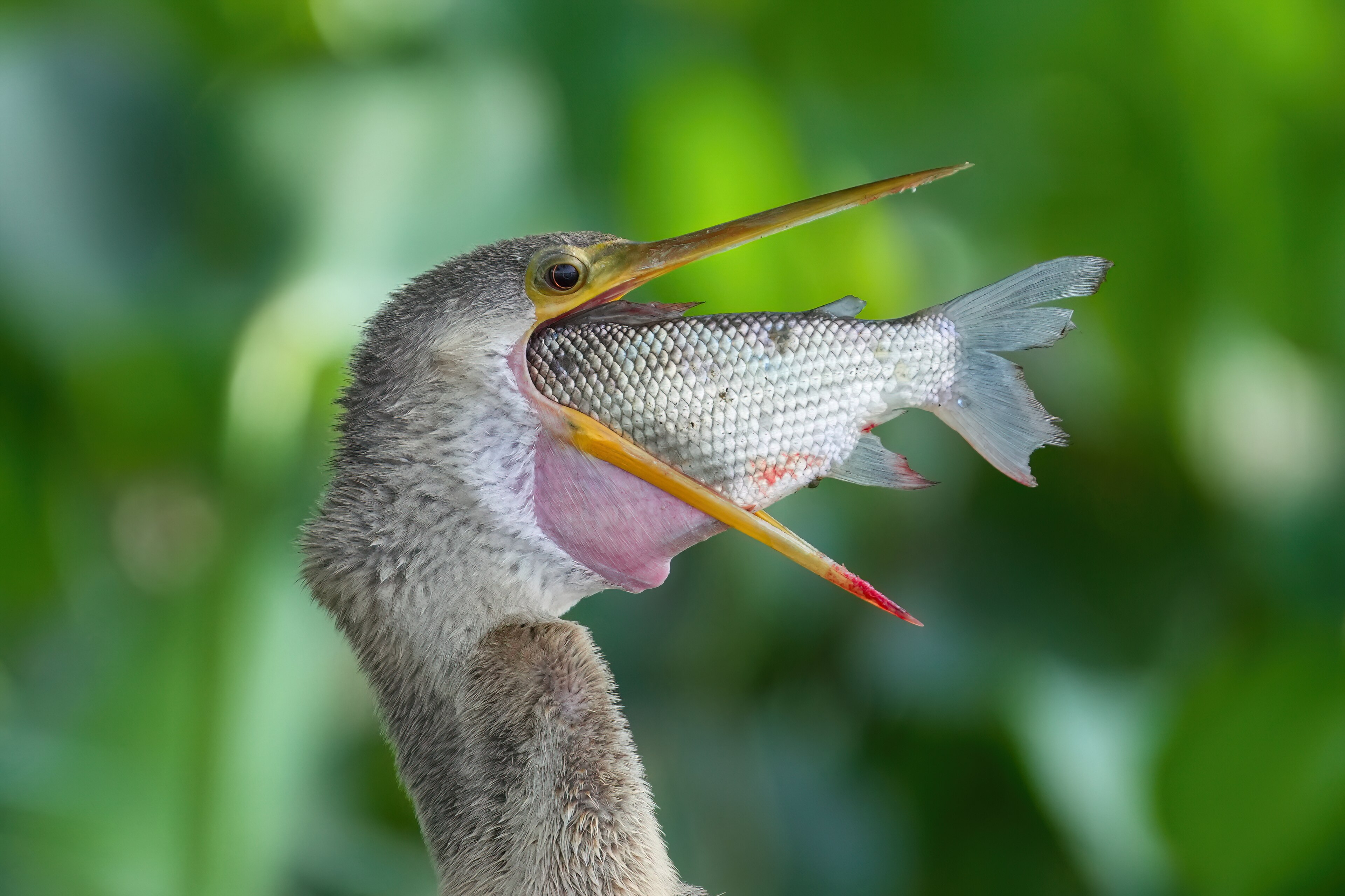 Bird With A Bird Shaped Beak On It