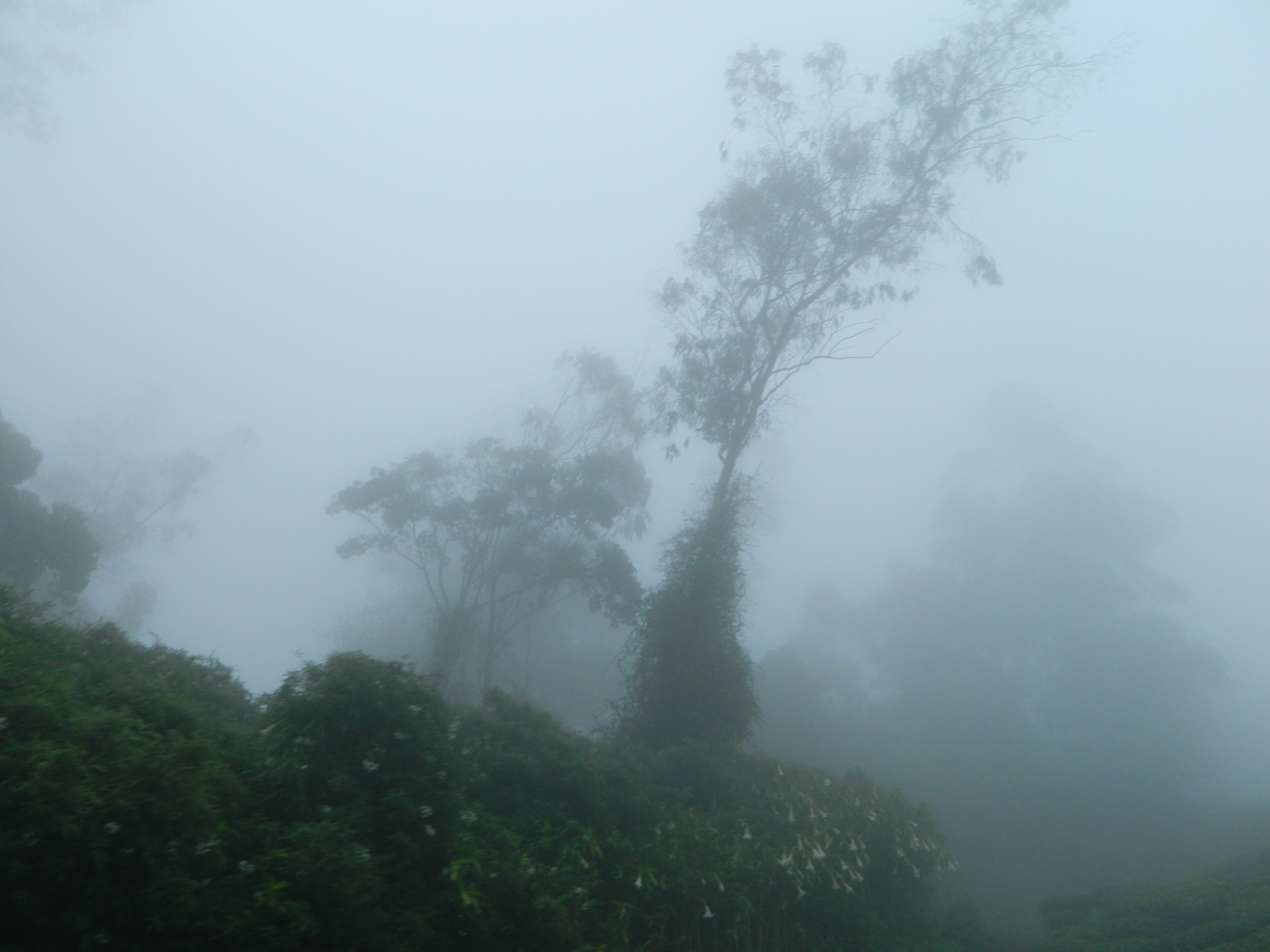 Munnar (25)