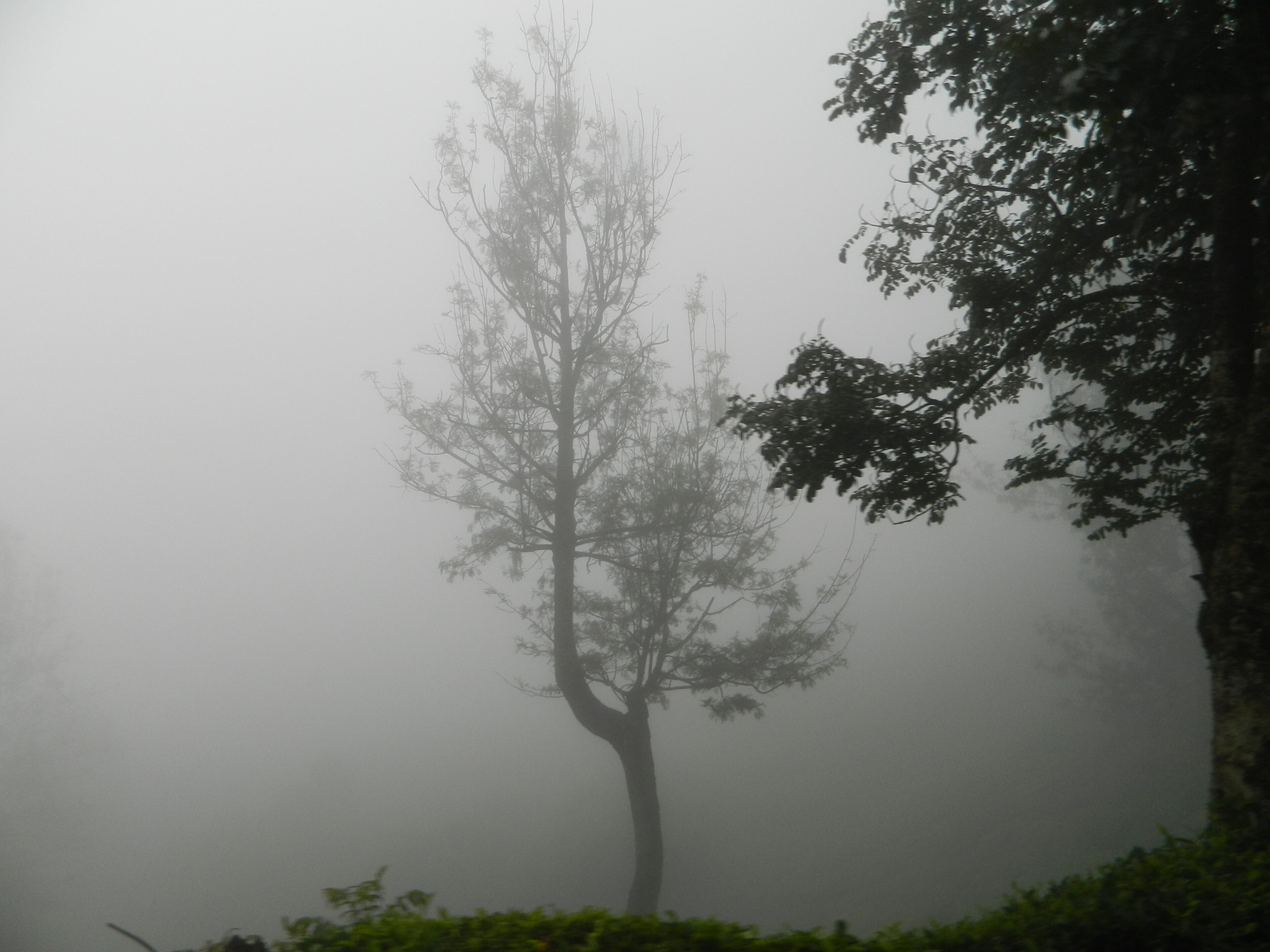 Munnar (87)