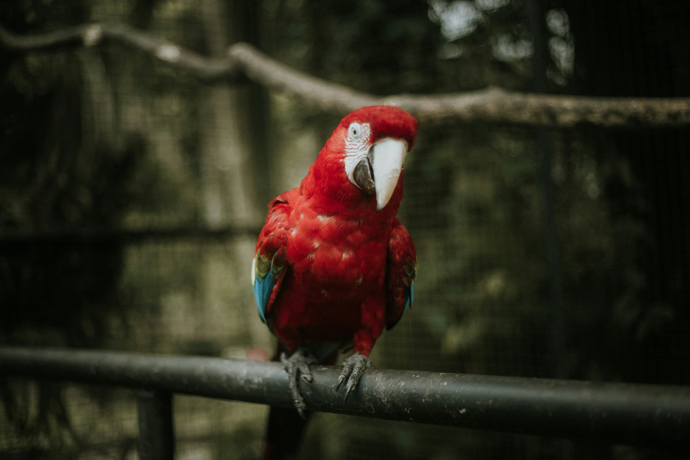 Red And White Parrot Is Standing On A Fence