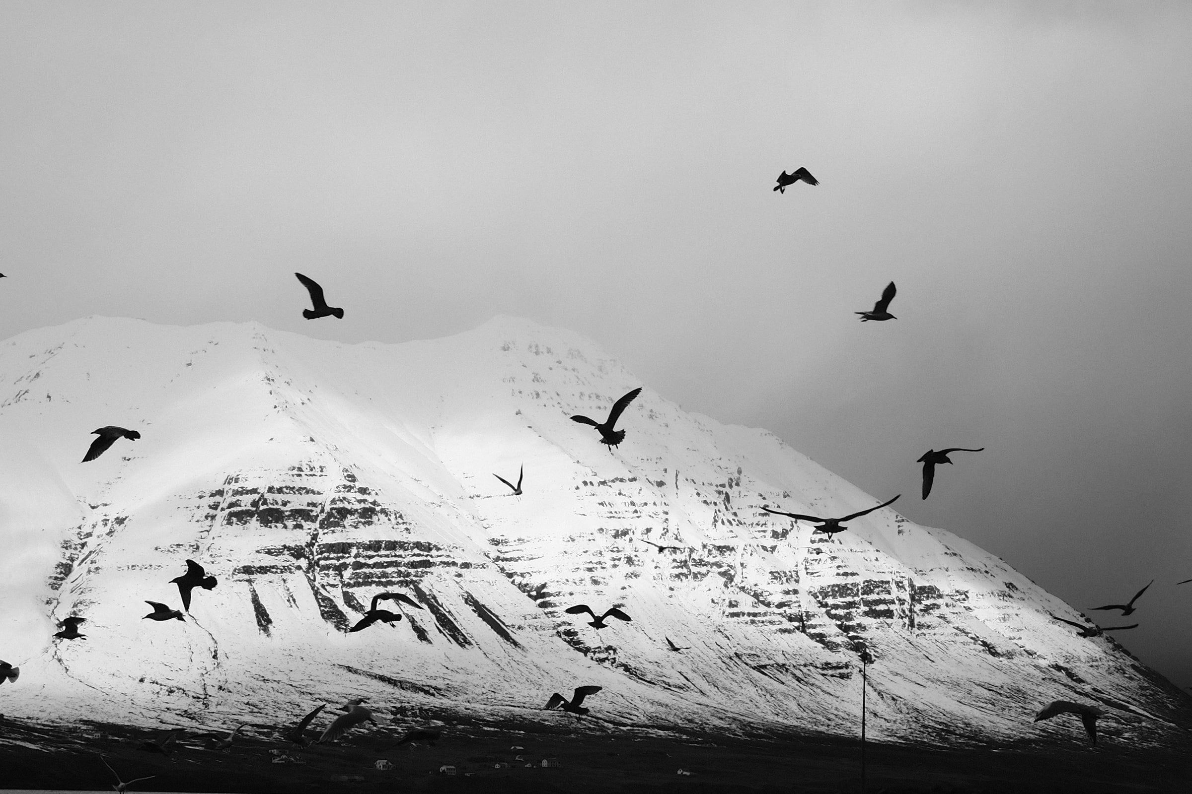 Flock Of Birds Flying Over A Snowy Mountain