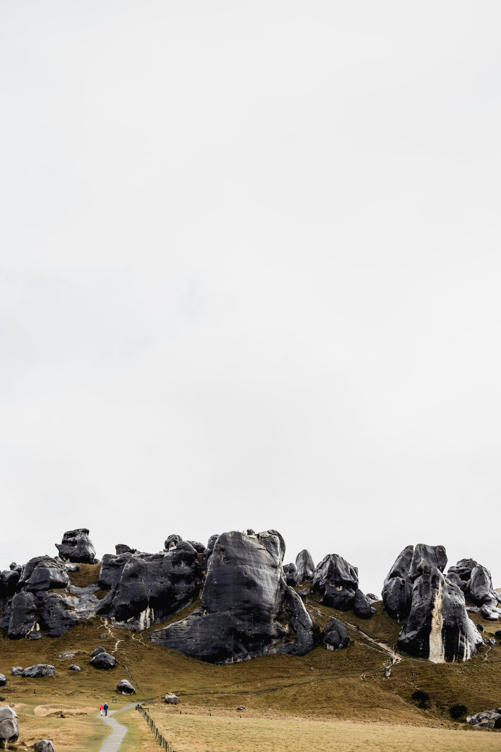 Large Group Of Animals On A Hill