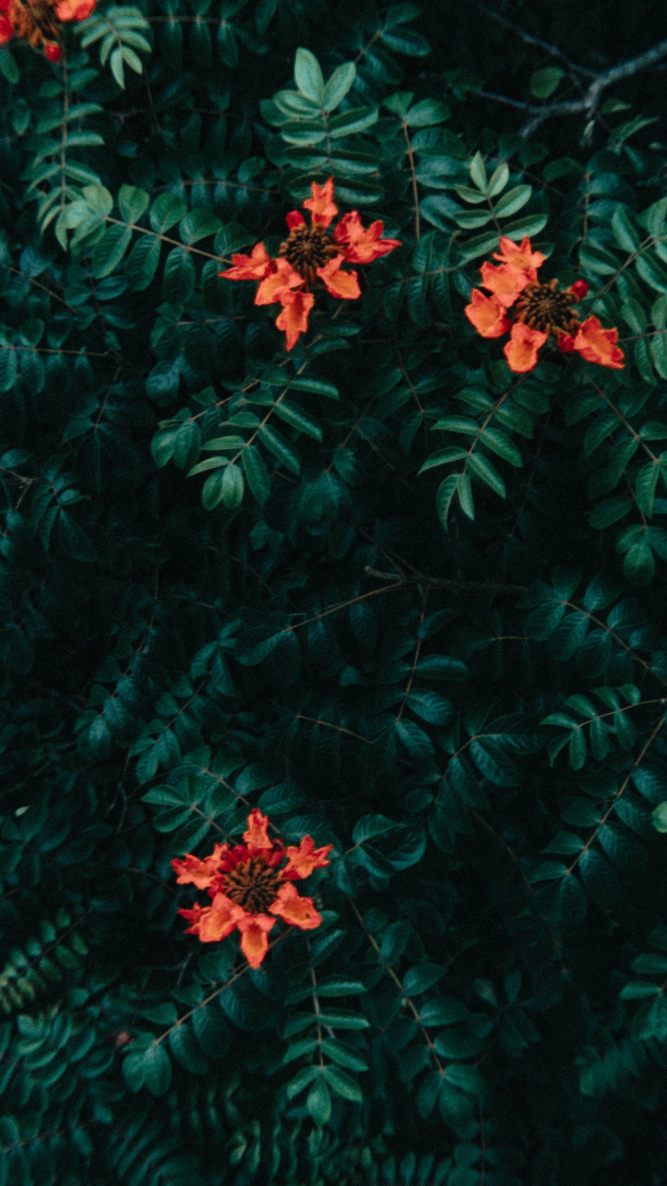 Flower Arrangement In A Tree