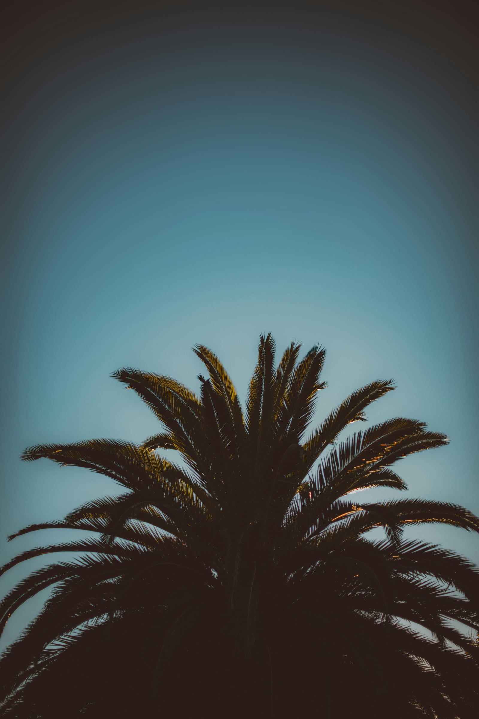 Large Palm Tree With A View Of The Sun
